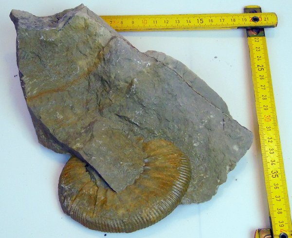 einzel Fossilie 10