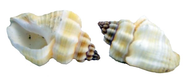 Cantharus Spiralis Gray Schnecke ca. 3,1cm-ca. 3,6cm