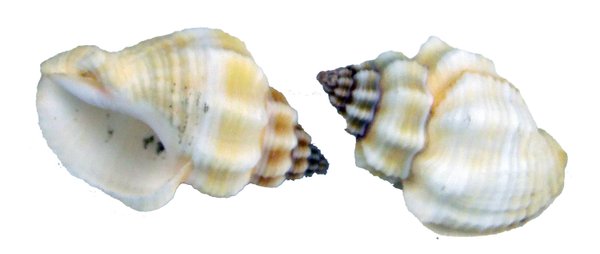 Cantharus Spiralis Gray Schnecke ca. 3,1cm-ca. 3,6cm