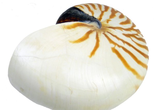 Nautilus natur 15cm B-Ware 15cm