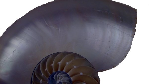 Nautilus natur 19cm B-Ware 19cm