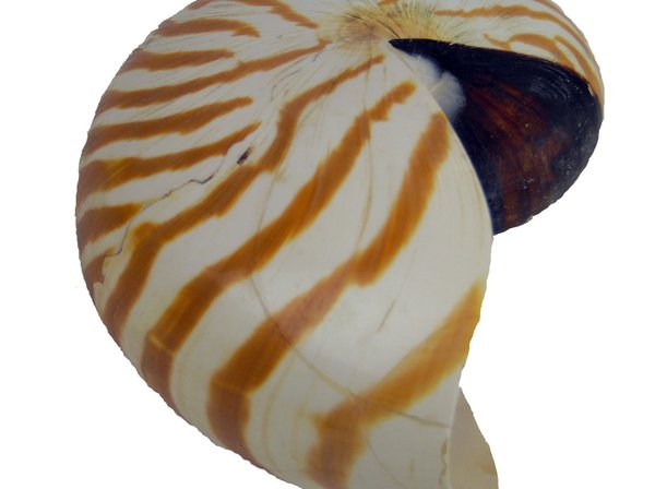 Nautilus natur 12cm B-Ware 12cm