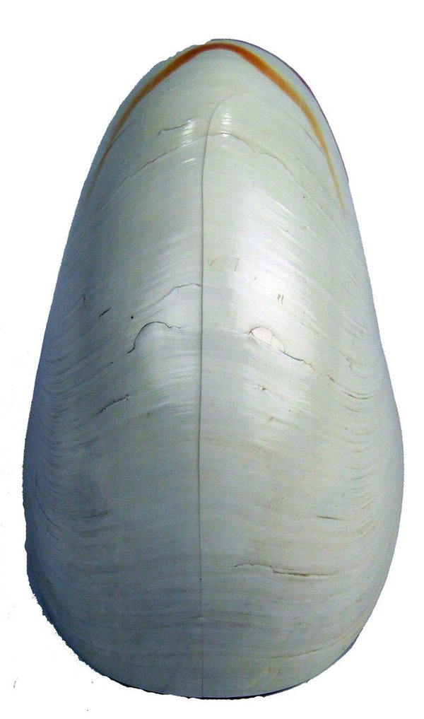 Nautilus natur 14cm B-Ware 14cm