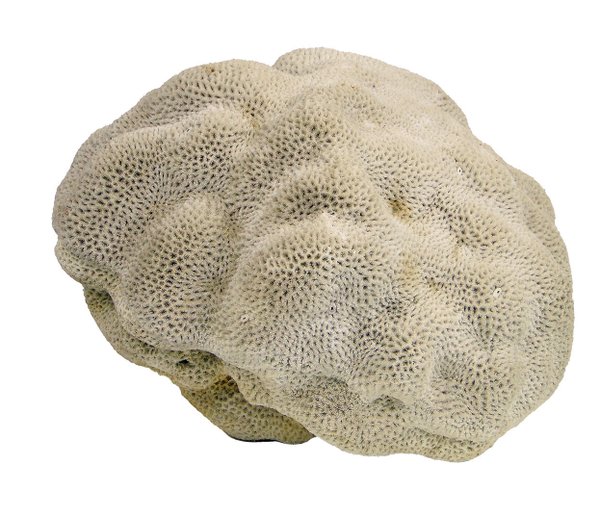 große weisse-Koralle mit wahnsinns 30cm Durchmesser