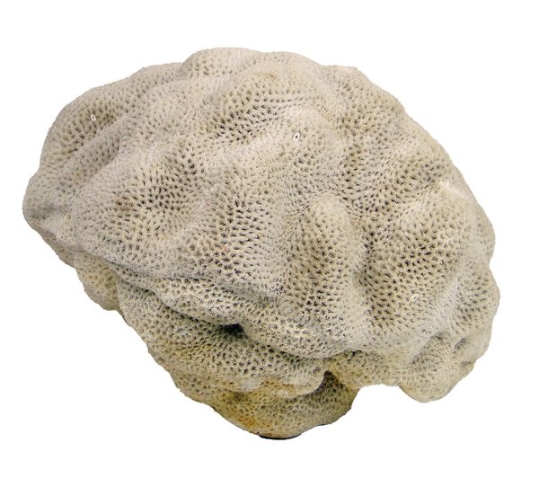 große weisse-Koralle mit wahnsinns 30cm Durchmesser