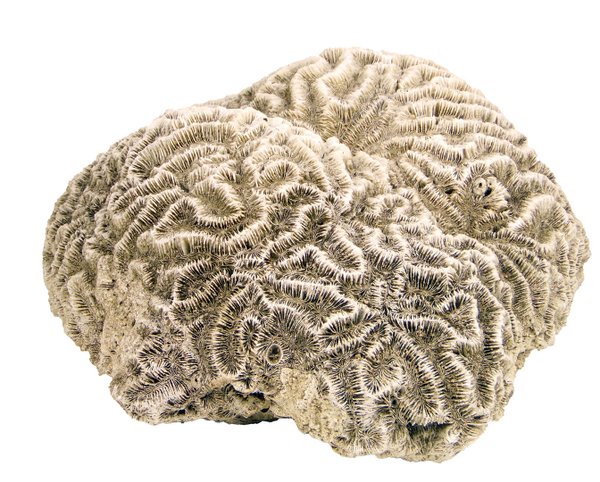 große braune Hirn-Koralle mit wahnsinns 30x35cm Durchmesser