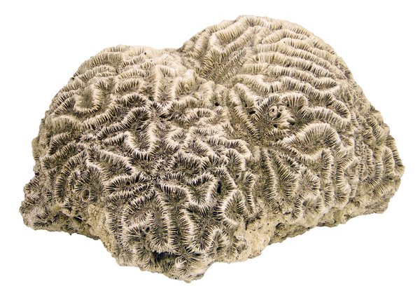 große braune Hirn-Koralle mit wahnsinns 30x35cm Durchmesser