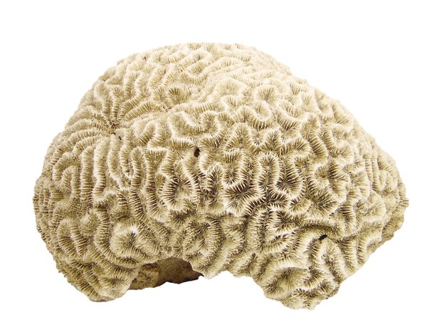 große braun/beige Koralle mit wahnsinns 28/26cm Durchmesser