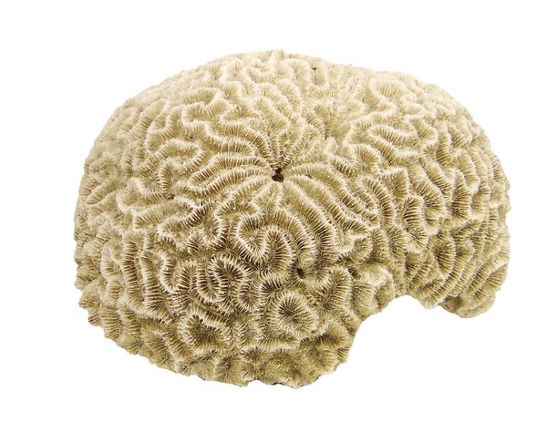 große braun/beige Koralle mit wahnsinns 28/26cm Durchmesser