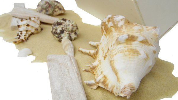 große Strandkiste ┼ Inhalt Muscheln,Sand, Treibholz