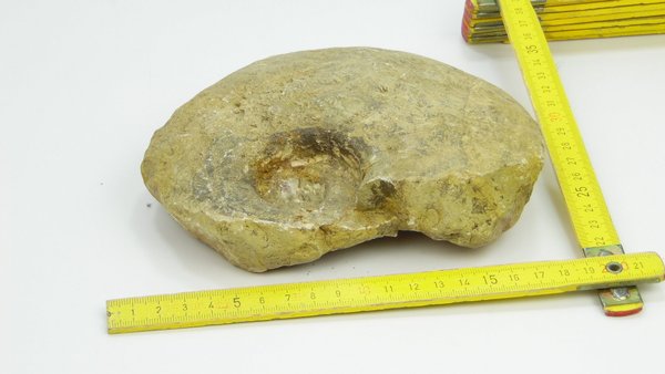 einzel Fossilie 19