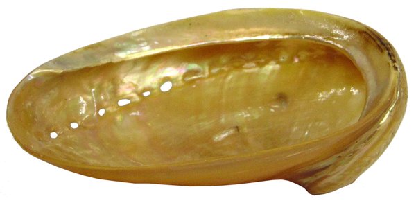 Haliotis kamtschatkana assimilis Dall - poliert - 150mm
